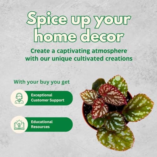 Harmony Foliage Betsy, Rhizomatous Begonia Rhizo in a 4 inch Pot Rare Blue Iridescent