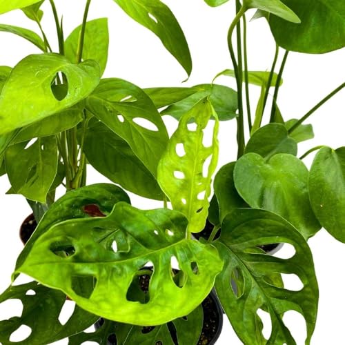 BubbleBlooms Monstera Assortment, 4 inch Set of 3 Different Monsteras, Swiss Cheese, Deliciosa, Minima, Narrow
