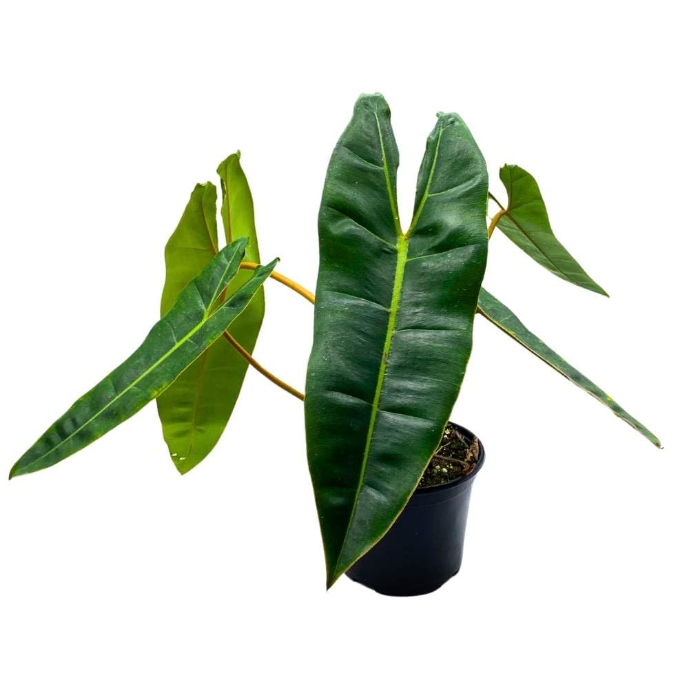 philodendron billietie BubbleBlooms Philodendron billietiae 6 inch Washboard Abs Philo Billie – Florida House Plants