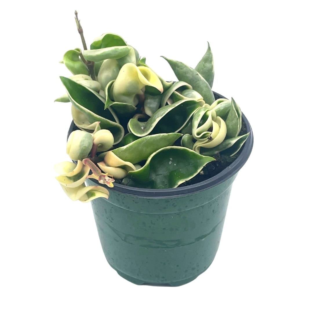 rope succulent plant BubbleBlooms Variegated Hindu Rope, Hoya Compacta Carnosa, in a 4 inch – Florida House Plants