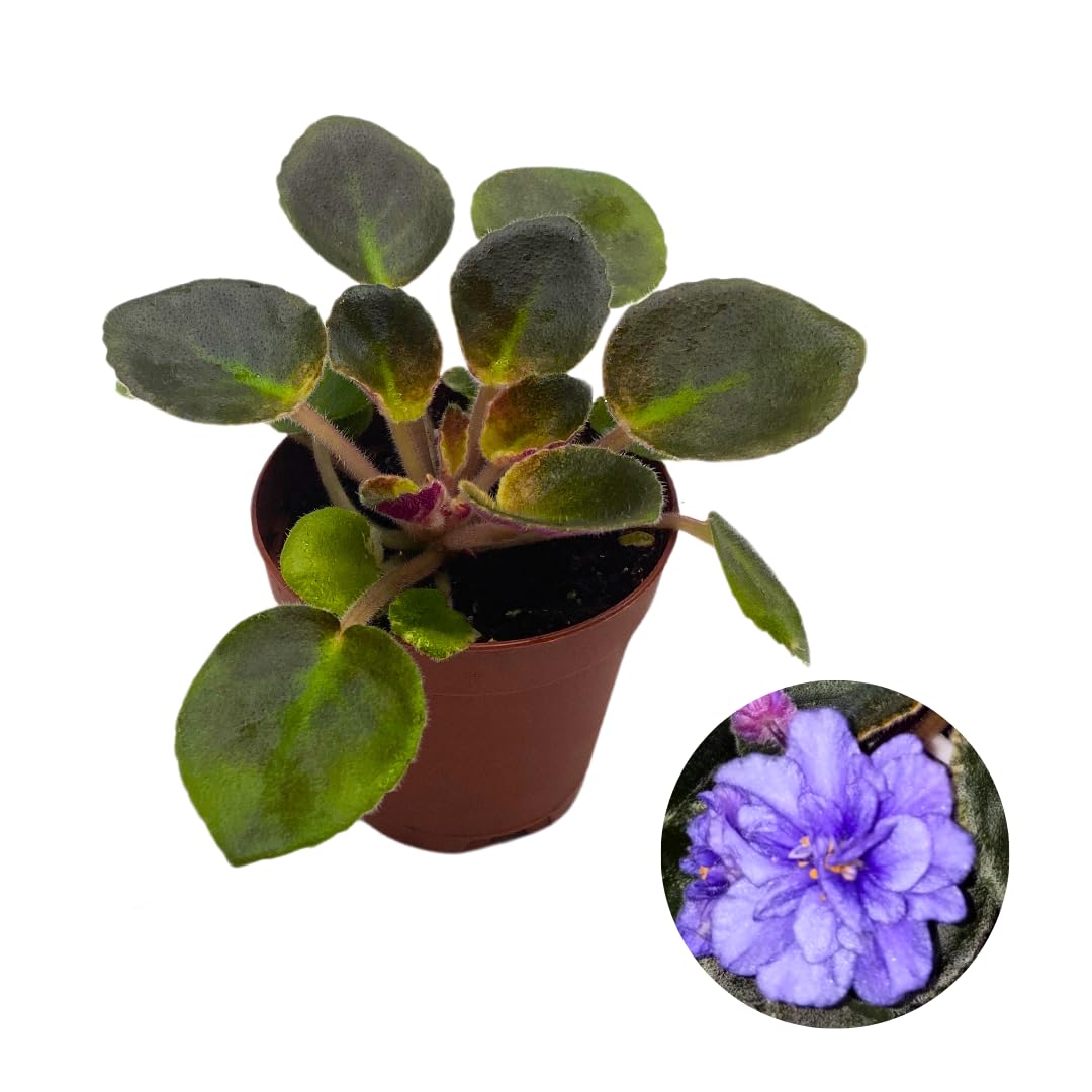 house plant african violet Harmony Foliage Mini African Violet Blue Halo Variegated, 2 inch Blue Flower