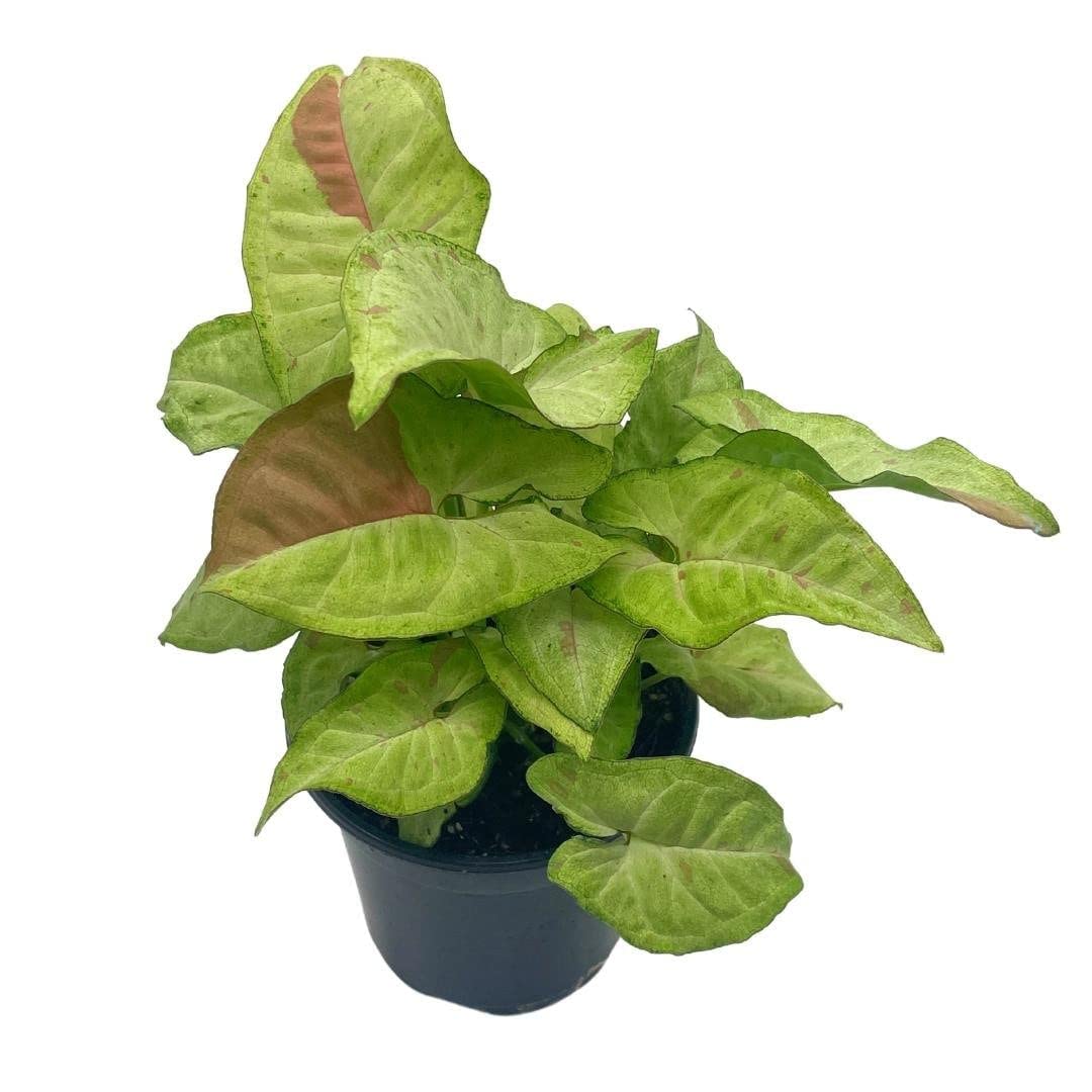 4”Syngonium variegated store albo.