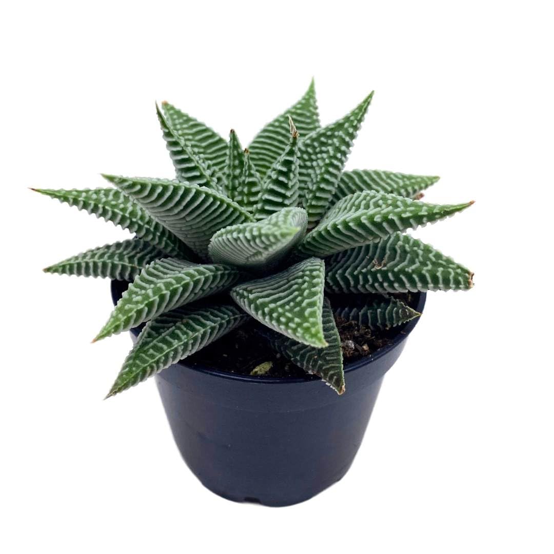 house plants miami BubbleBlooms Haworthia Miami, 2 inch wandera Tropiflora Lace Aloe
