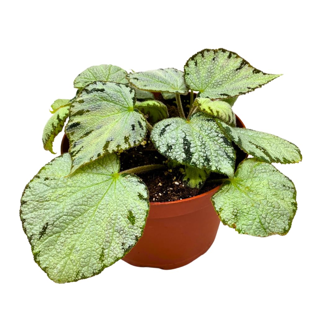 rex house plant Harmony Foliage Silver Jewel Begonia Rex 6 inch White Green Fuzzy