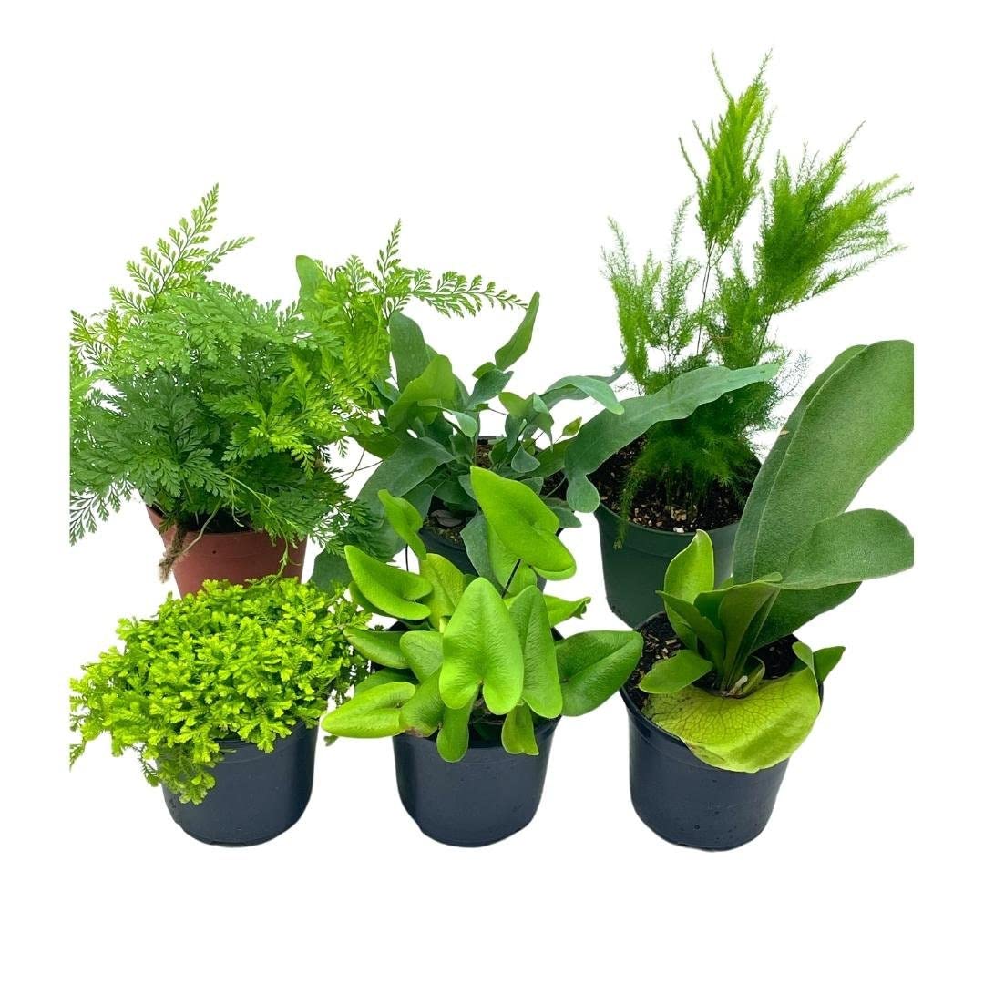 fern indoor plant types BubbleBlooms Fern Assortment Set, 6 Different Ferns in 4 inch pots, Grower's Choice May Include Staghorn, Asparagus, Club Moss, Heart-Fern, Rabbit's