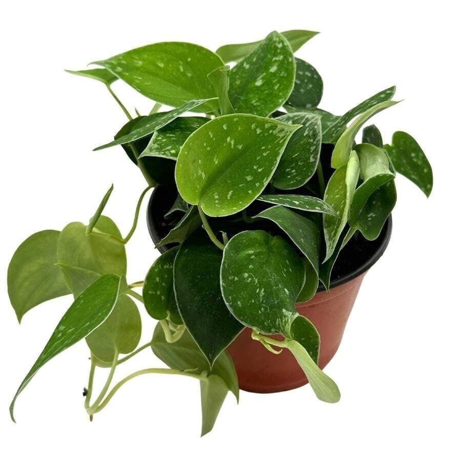 silver pothos or philodendron BubbleBlooms Silver Pothos in a 6 inch Pot Satin Silver Philodendron, Silvery Anne Scindapsus Pictus Ann
