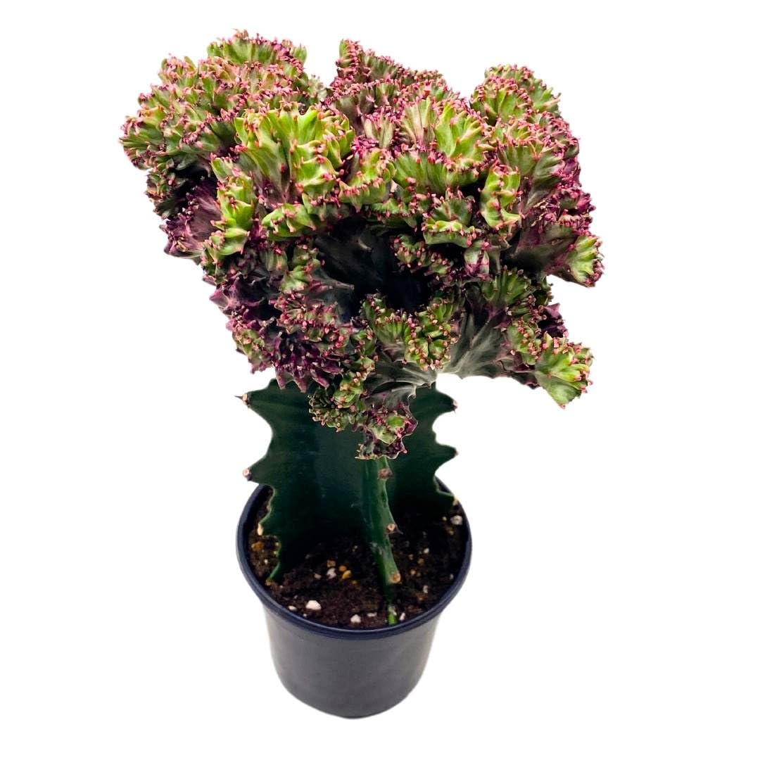 mermaid tail succulent near me BubbleBlooms Pink Mermaid Tail Variegated Grafted Cactus Rare 4 inch –  Florida House Plants