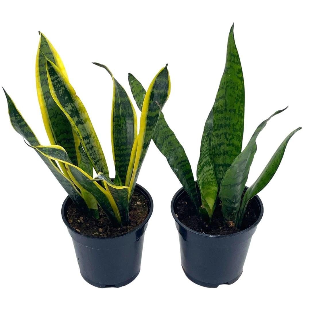 different types of snake plant BubbleBlooms Snakeplant Variety Bundle, 2 Different Snake Plants in 4 – Florida House Plants
