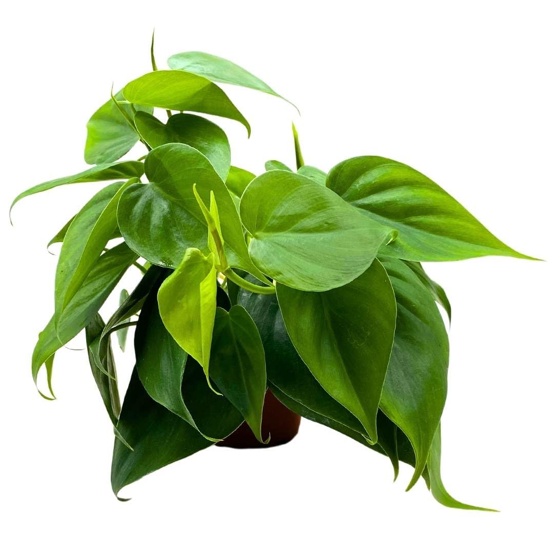 philodendron hederaceum heartleaf BubbleBlooms Philodendron Heartleaf 4 inch hederaceum – Florida House Plants
