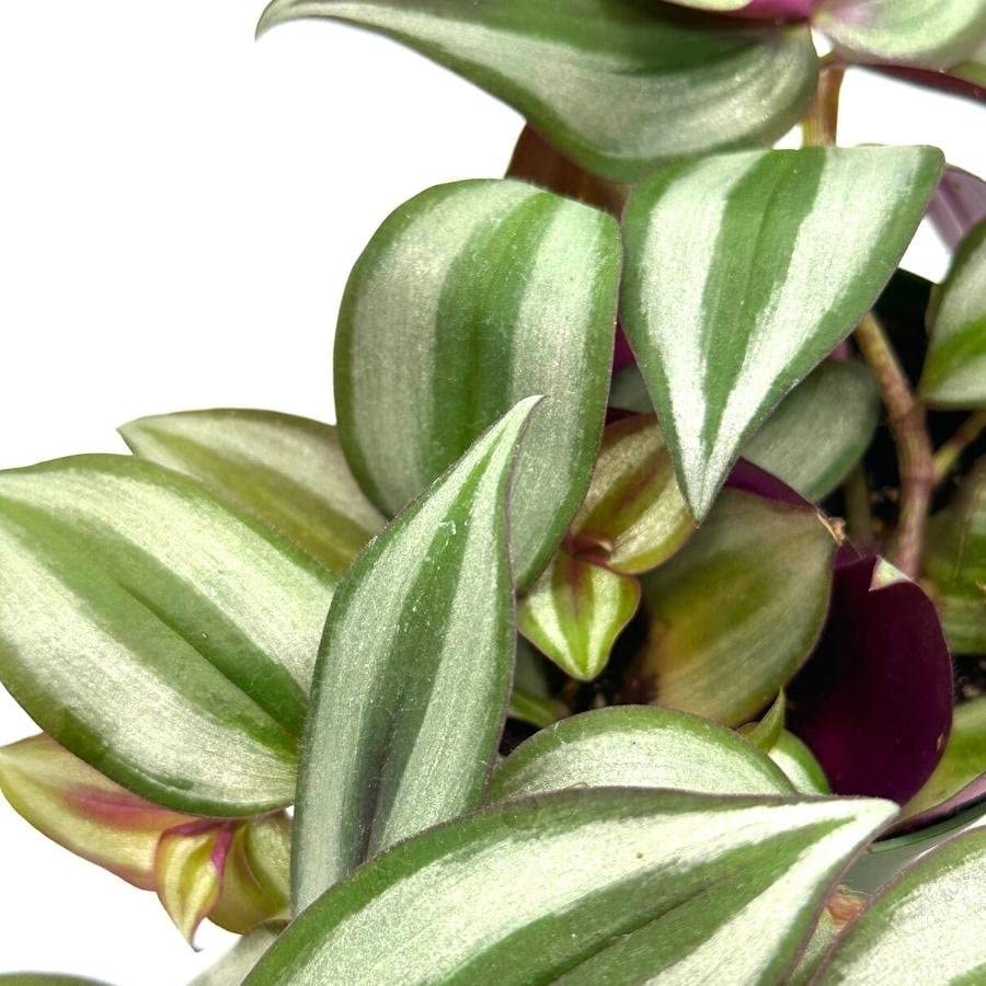BubbleBlooms Wandering Jew in a 4 inch Pot Tradescantia zebrina Bosse, Limited, Silver Purple Burgundy