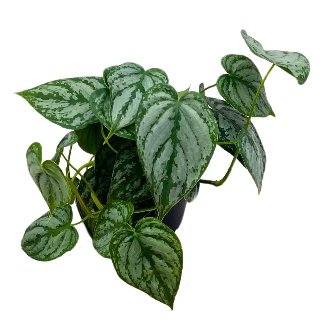 4 inch pot philodendron BubbleBlooms Philodendron Brandi Brandtianum in a 4 inch Pot