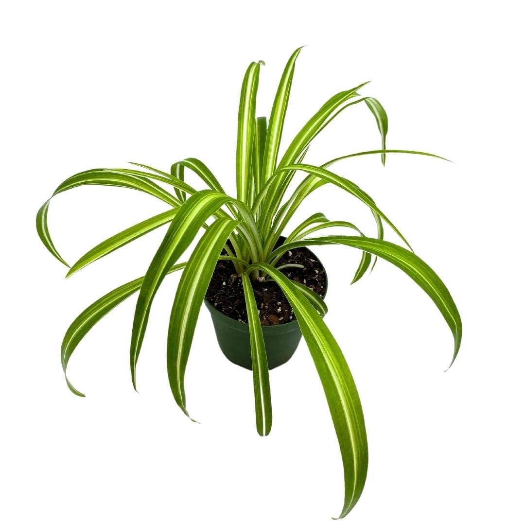 4 inch spider plant BubbleBlooms Spider Plant in a 4 inch Pot Chlorophytum comosum