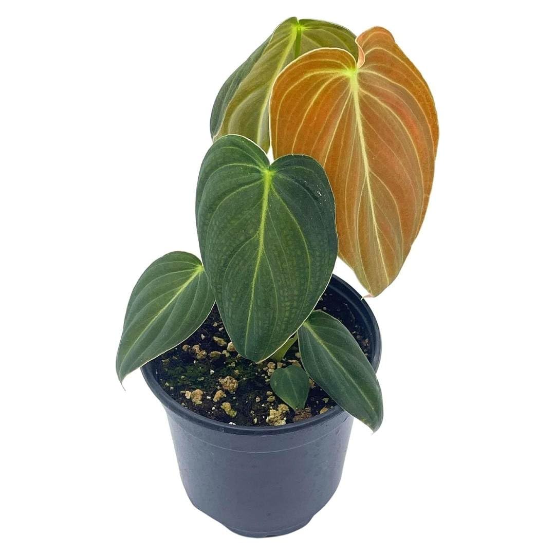 buy paper gold black philodendron BubbleBlooms Black Gold Philo, 4 inch Philodendron melanochrysum, Very Rare houseplant