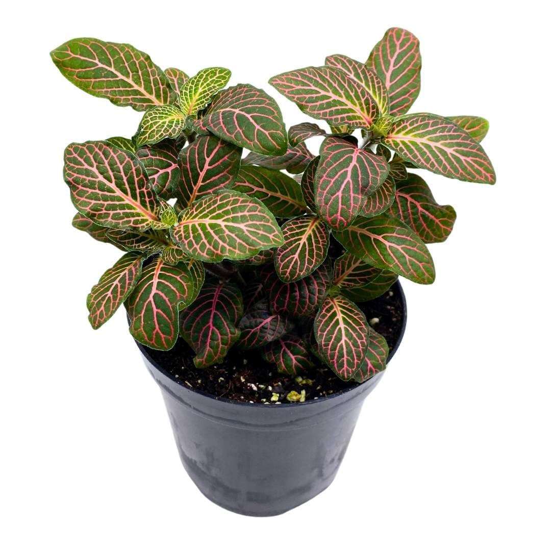crinkly leaf house plant BubbleBlooms Pink Crinkle Frankie Fittonia Albivenis Nerve Plant in a 4 inch Pot Silver Net Leaf, Mosaic Jewel Creeping Indoor Plant Argyroneura