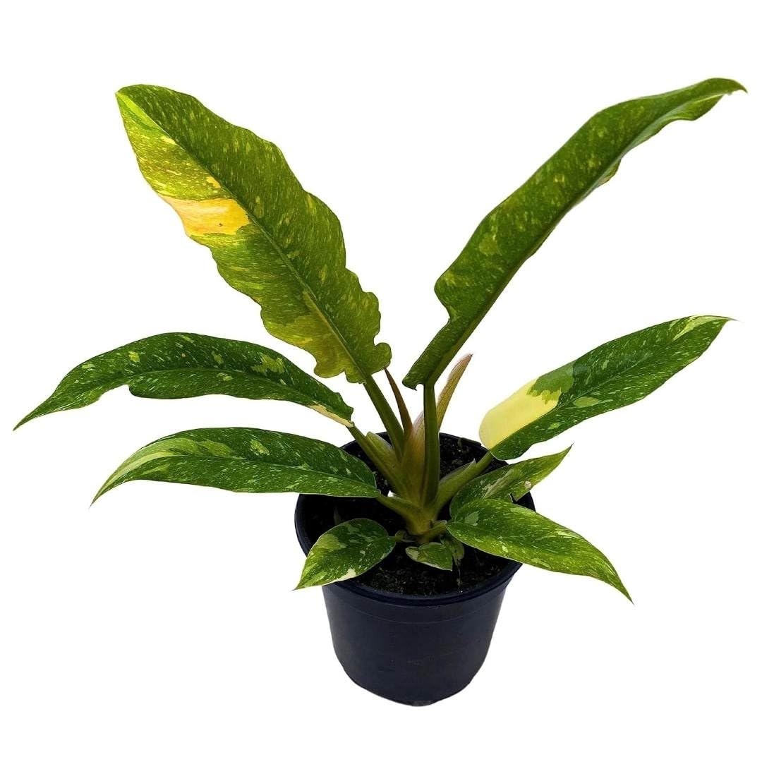 anthurium ring of fire BubbleBlooms Ring of Fire Philodendron, in a 4 Inch Pot, Hendersons Pride, Variegated philodendron Jungle Boogie, tortum and wendlandii Hybrid