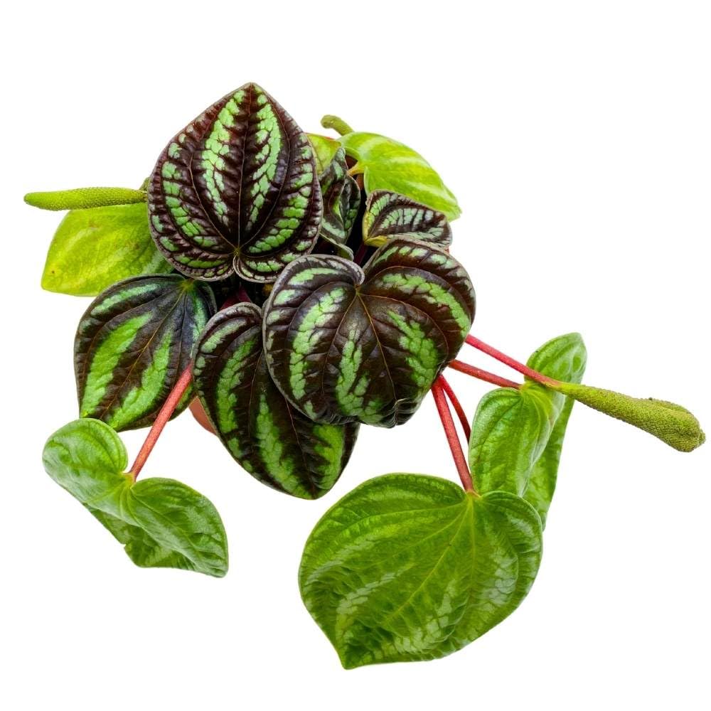 house plants peperomia Peperomia Dragon Skin, 4 inch, Rare Pep, Exotic House Plant – Florida House Plants