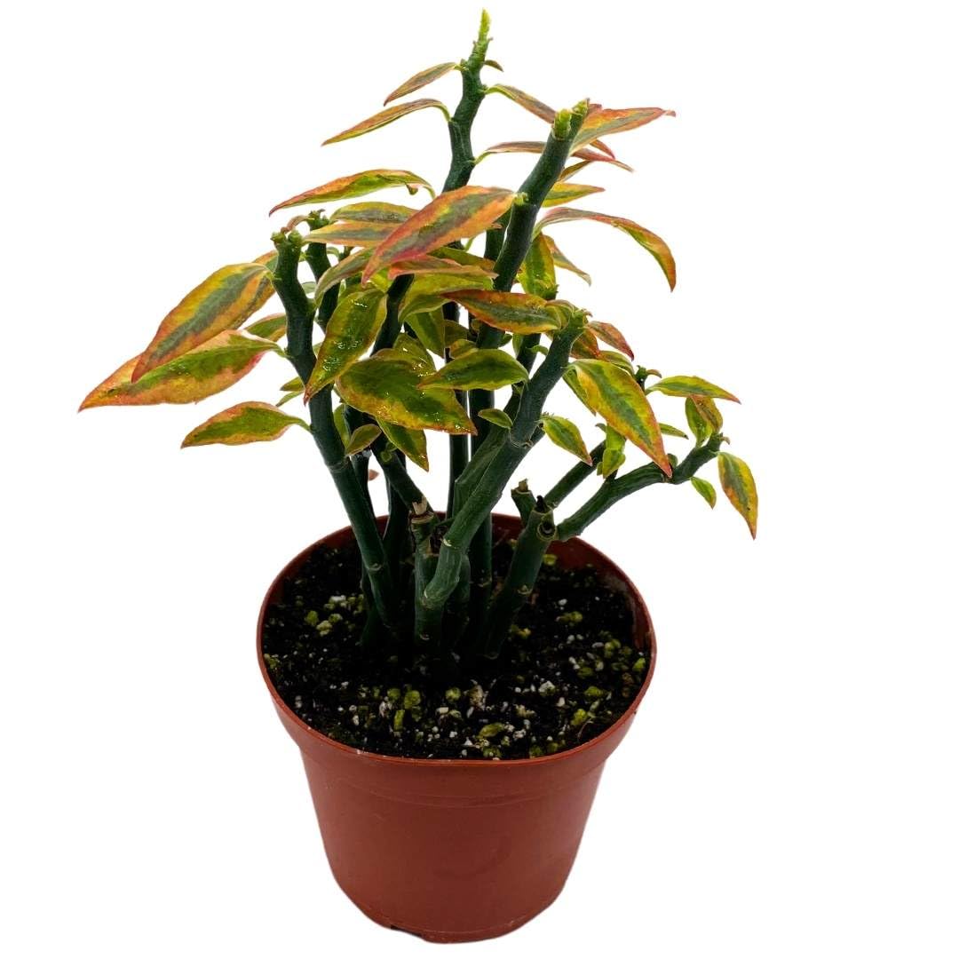 is euphorbia tithymaloides indoor plant BubbleBlooms Variegated Devil's Backbone in a 4 inch Pot, Euphorbia tithymaloides