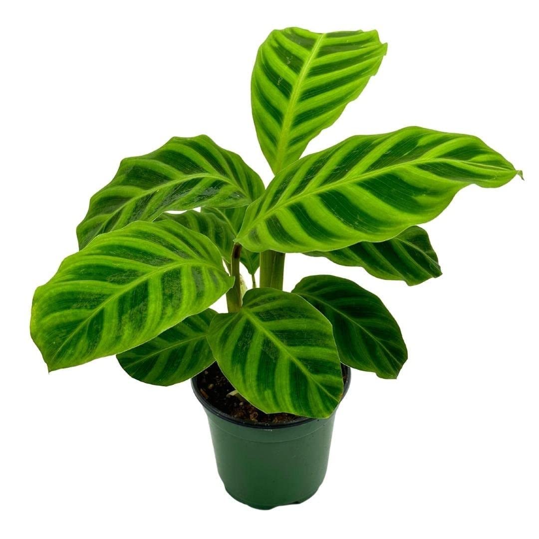 zebra prayer plant BubbleBlooms Calathea Zebrina, in a 4 inch Pot, Goeppertia Zebra Striped Prayer Plant