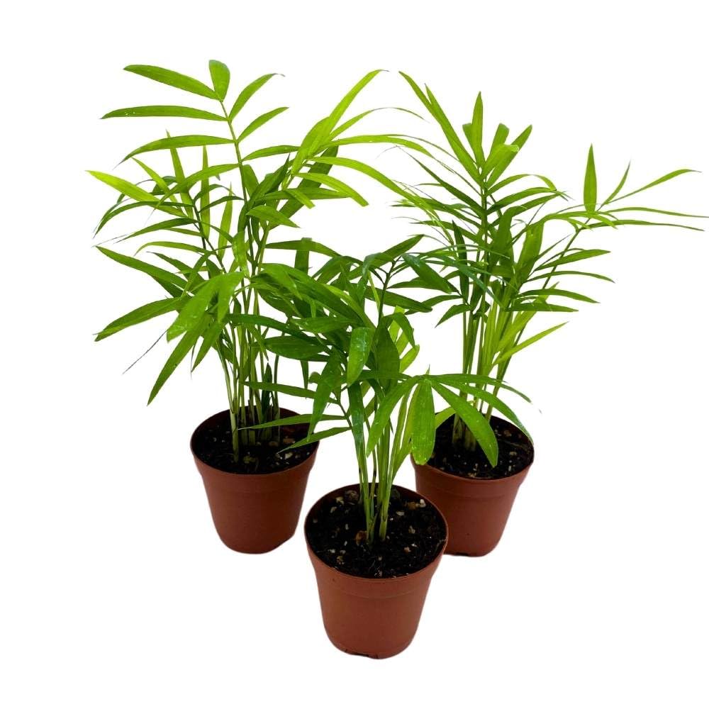 miniature palm house plants BubbleBlooms Neanthe Bella Palm 2 inch Set of 3 Chamaedorea elegans Ba –  Florida House Plants