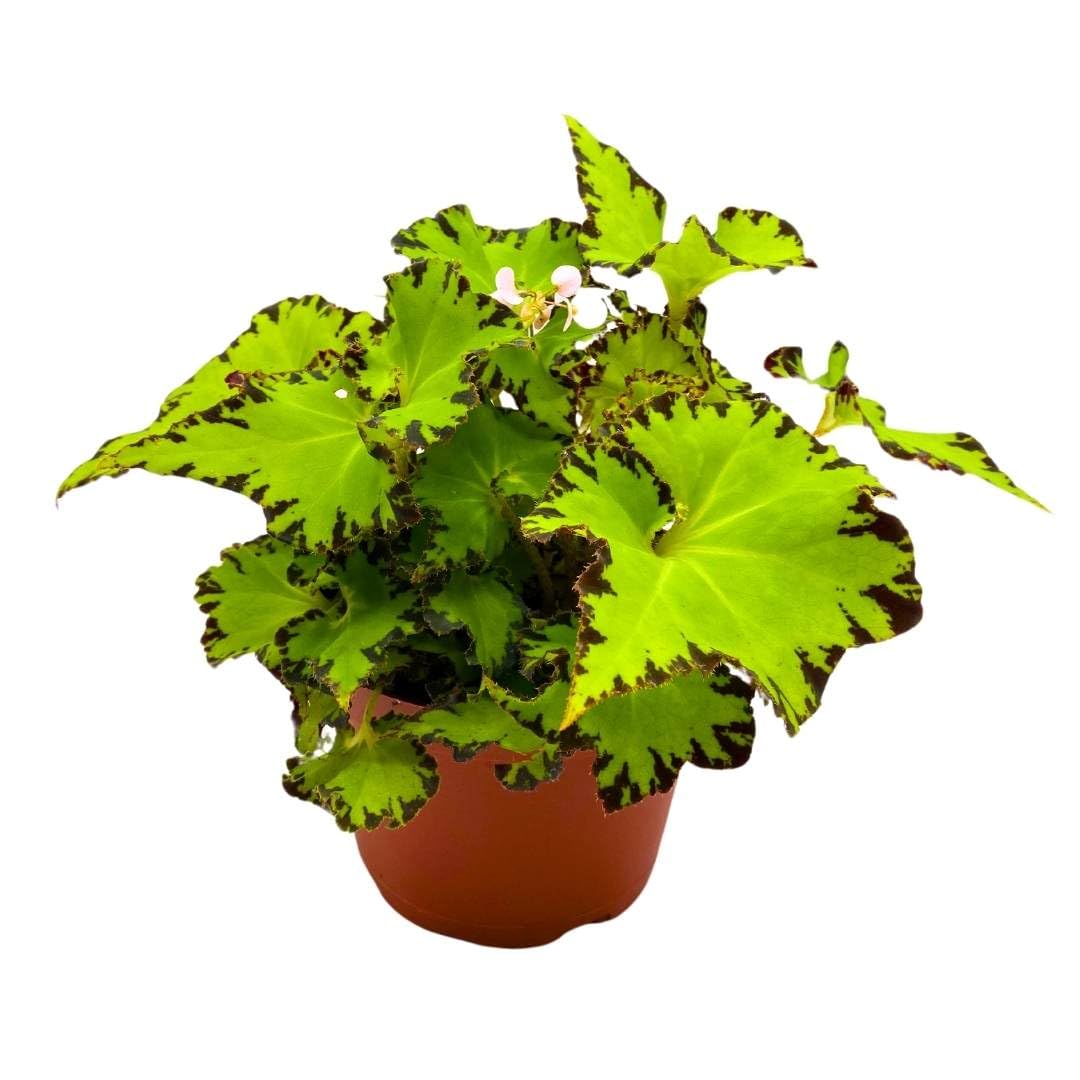 lime green house plants Begonia Jive Rhizomatous Rhizo in a 6 inch Lime Green – Florida House Plants