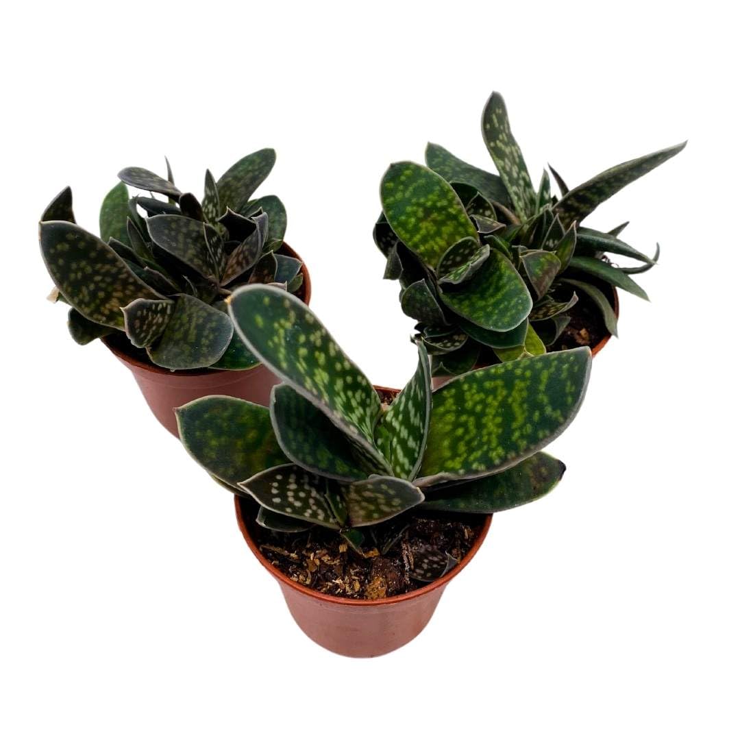 pixie plant succulent BubbleBlooms Gasteria Pillansii, 2 inch Set of 3, Succulent Haworthia Aloe Cow Tongue Tiny Mini Pixie Plants
