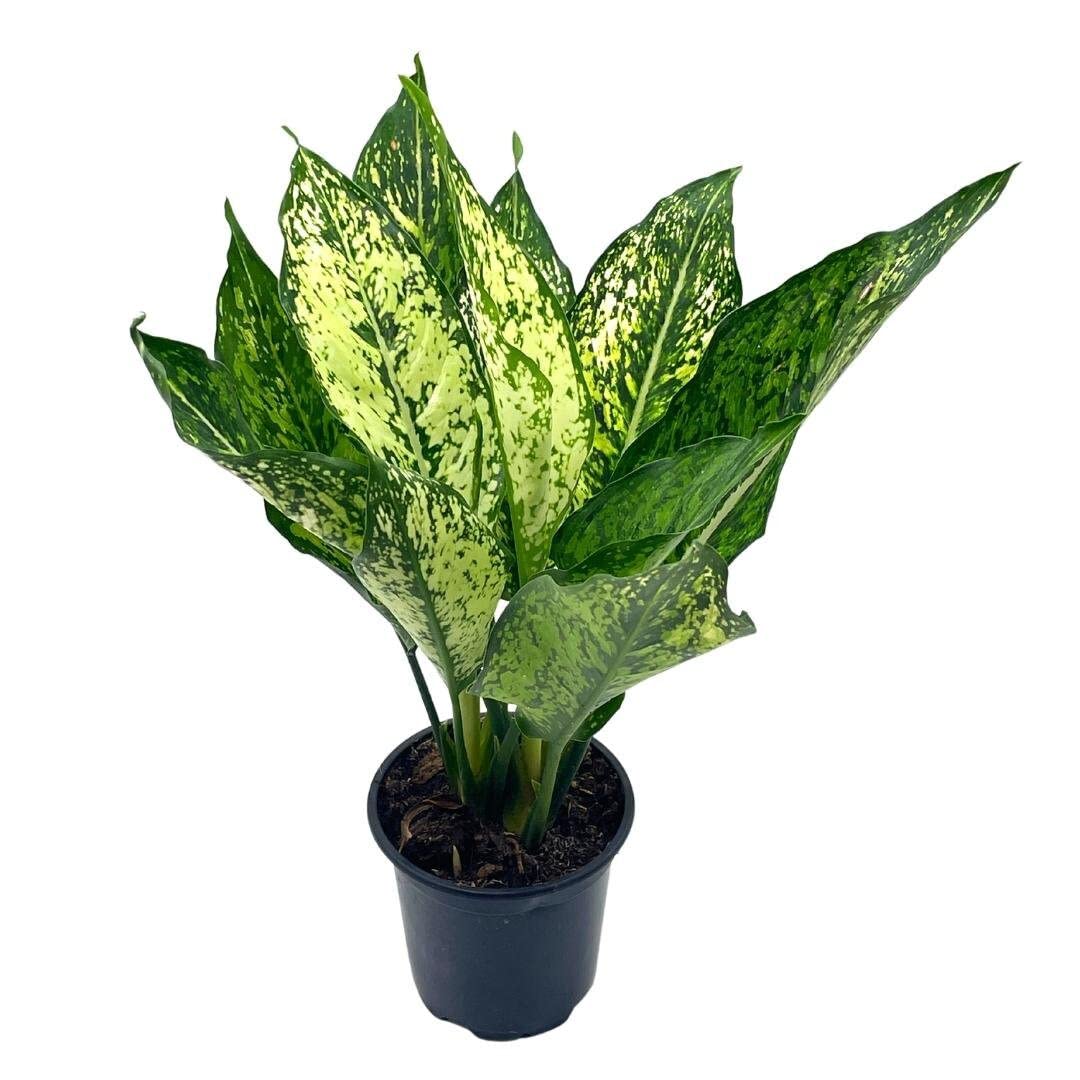 house plants aglaonema BubbleBlooms Aglaonema Snow White, in a 4 inch Pot – Florida House Plants