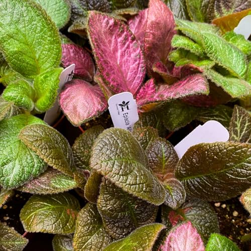 Harmony Foliage Episcia Flame Violet Wholesale Assortment in 4 inch Pots 15-Pack Bulk