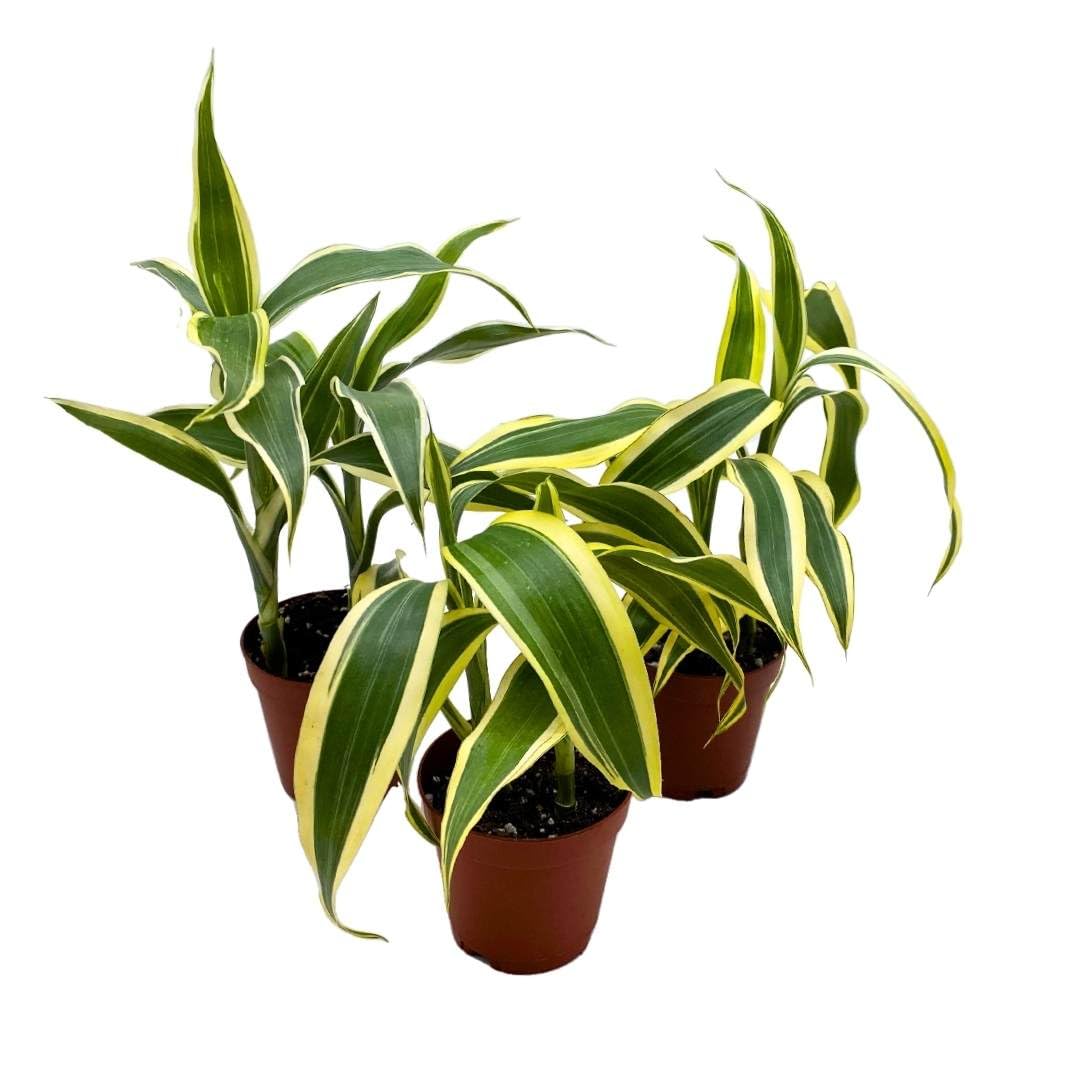 dracaena fragrans buy BubbleBlooms Variegated Dracaena Fragrans Set of 3 in 2 inch pots Corn –  Florida House Plants