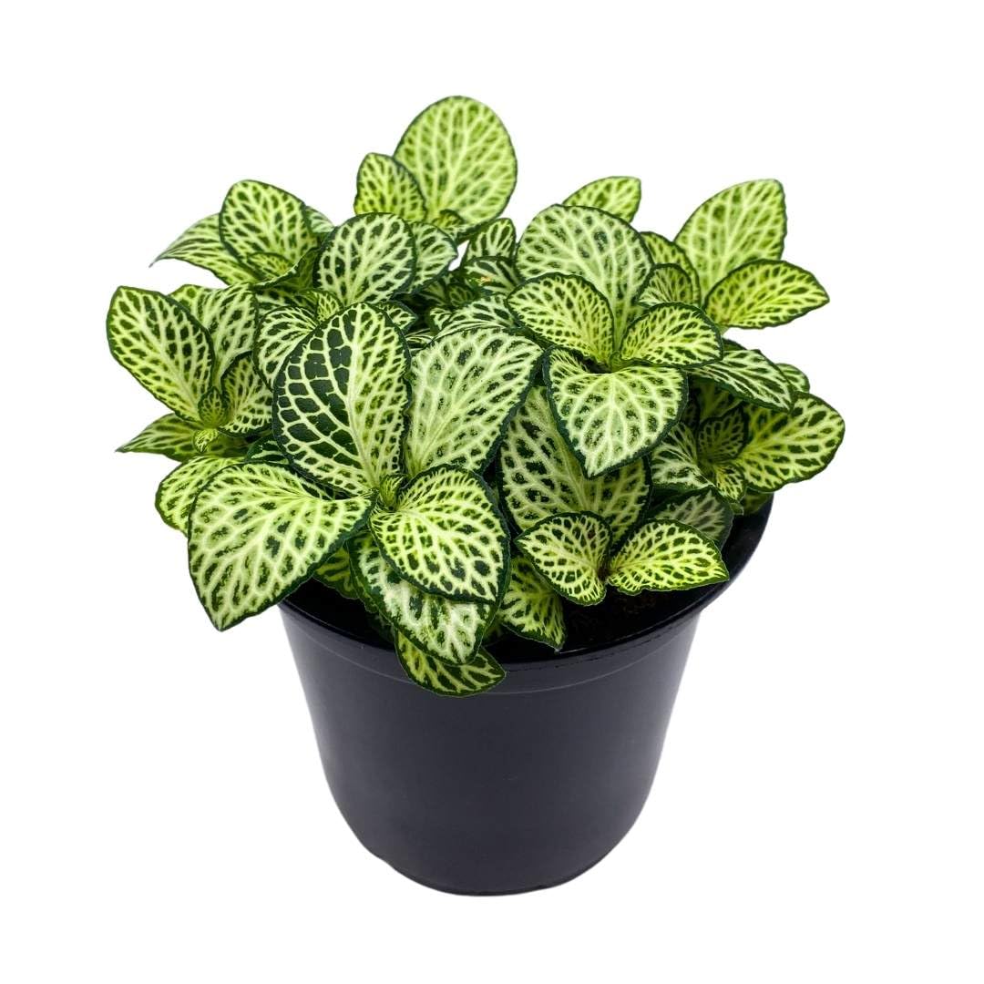indoor fittonia plant BubbleBlooms White Star Fittonia Albivenis Nerve Plant in a 4 inch Pot – Florida House Plants