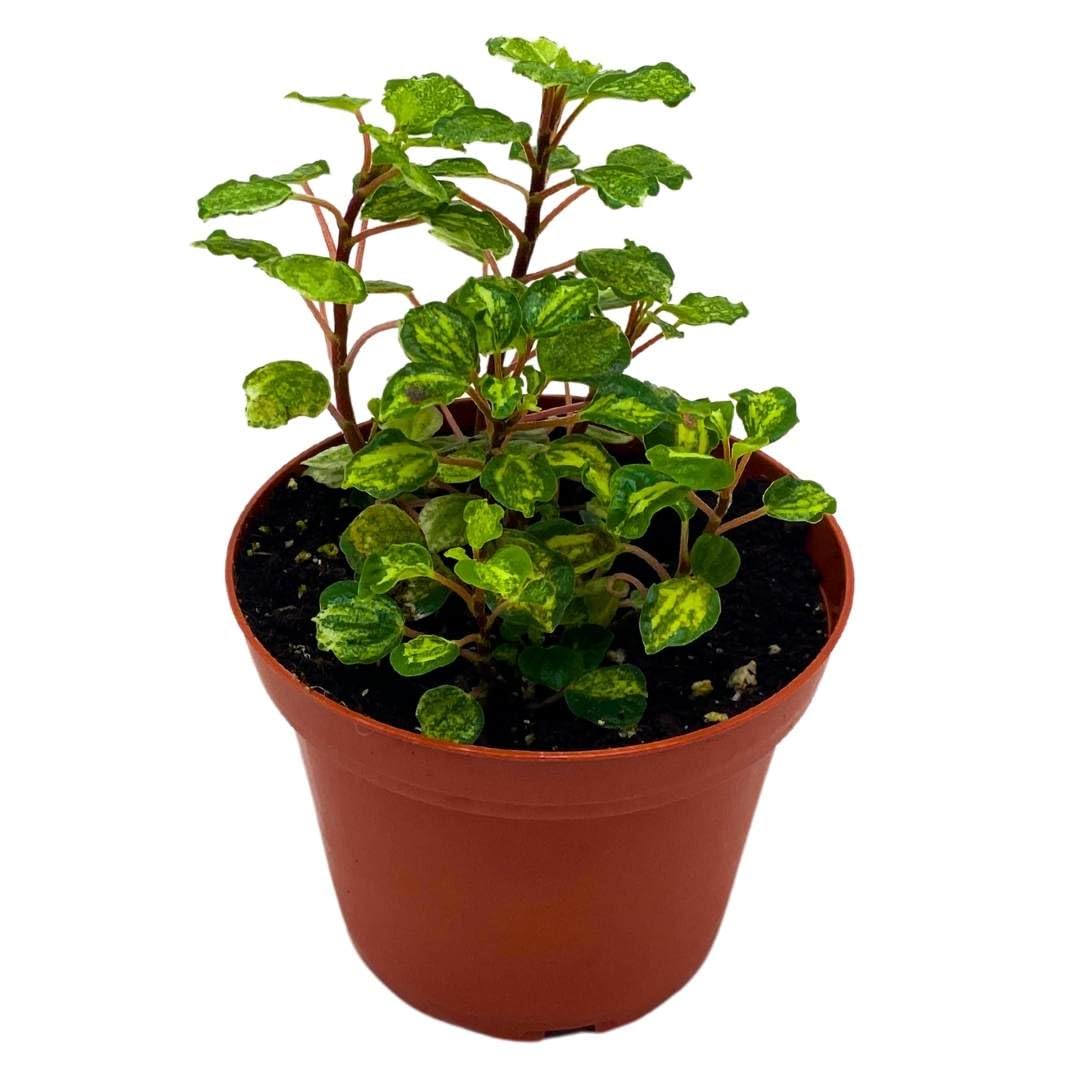 house plants peperomia Harmony Foliage Peperomia Meridana Variegated in a 4 inch Pot
