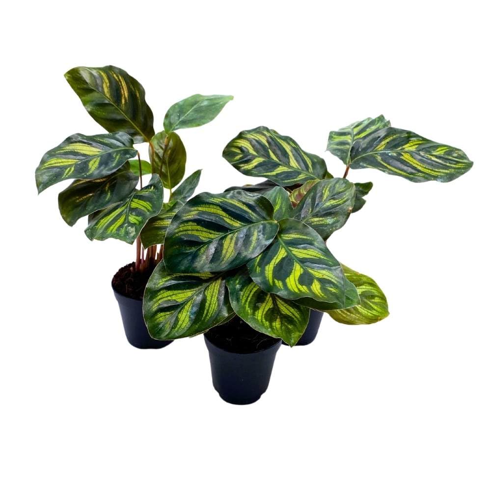peacock prayer plant BubbleBlooms Calathea makoyana 2 inch Set of 3 Peacock Prayer Plant Ti – Florida House Plants