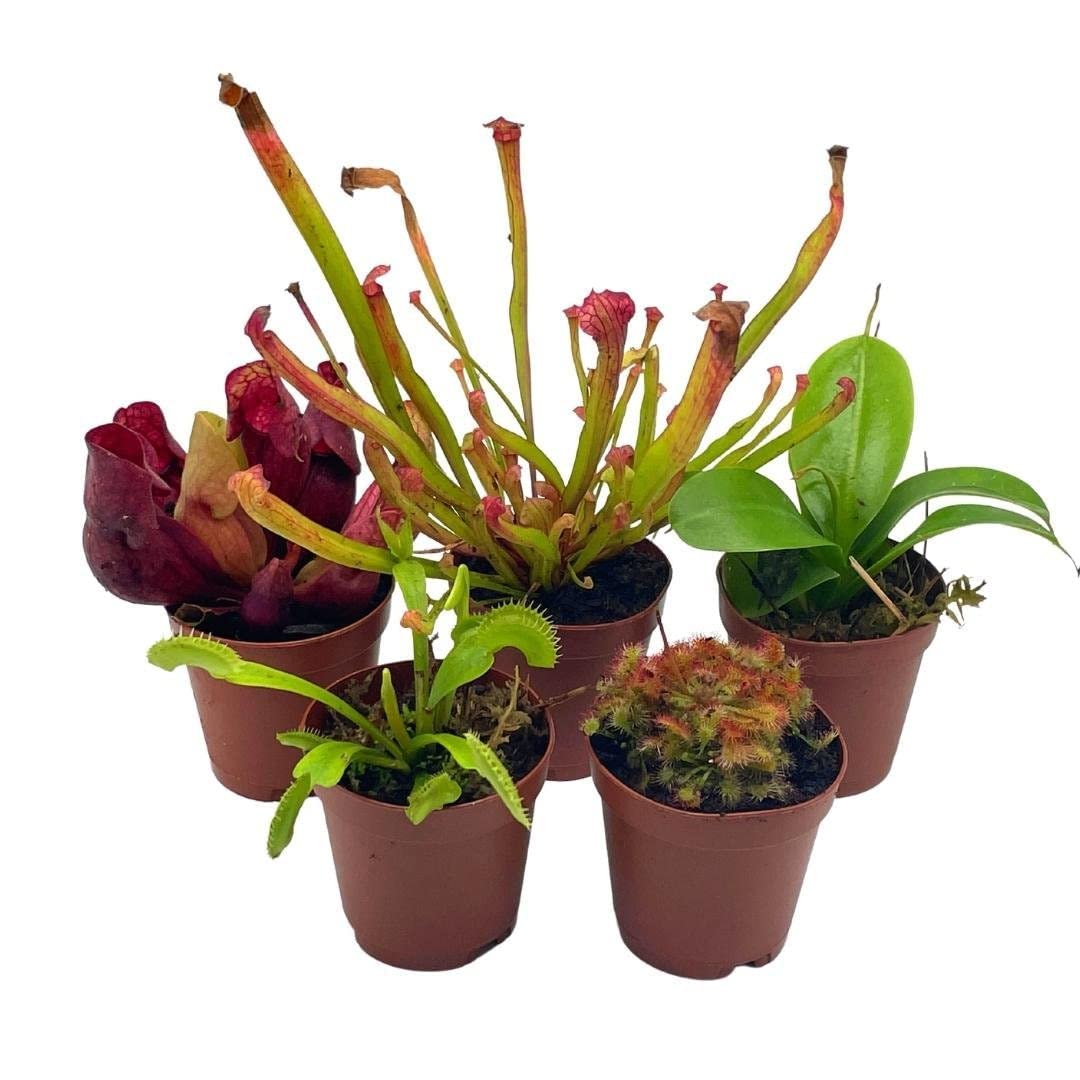 carnivorous house plants BubbleBlooms Carnivorous Plant Assortment Set, 5 Live Different Plants – Florida House Plants