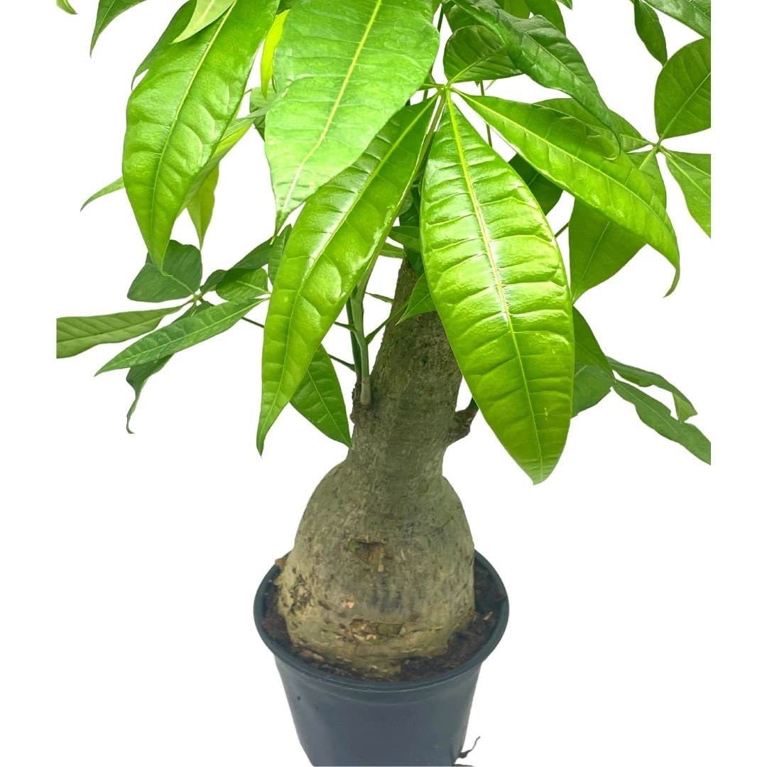 money tree florida BubbleBlooms Money Tree Stump, Pachira aquatica, in 6 inch Pot