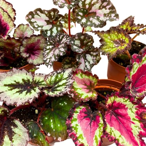 Harmony Foliage Harmony's Begonia Rex Assortment, 4 inch 5 Different Colorful Rex Begonias