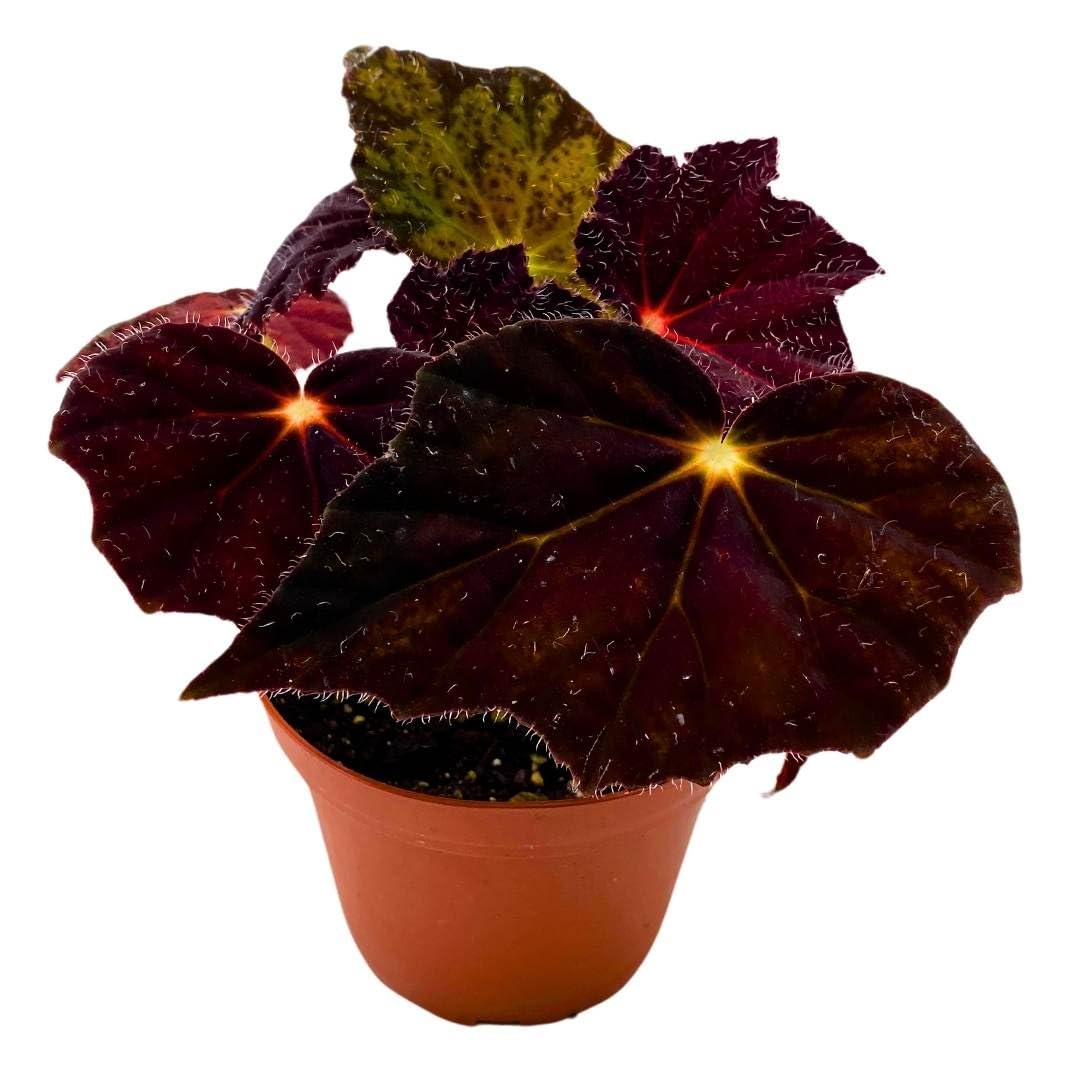 indoor plants that close at night Harmony Foliage Begonia Night Eyes 4 inch Rhizomatous – Florida House Plants