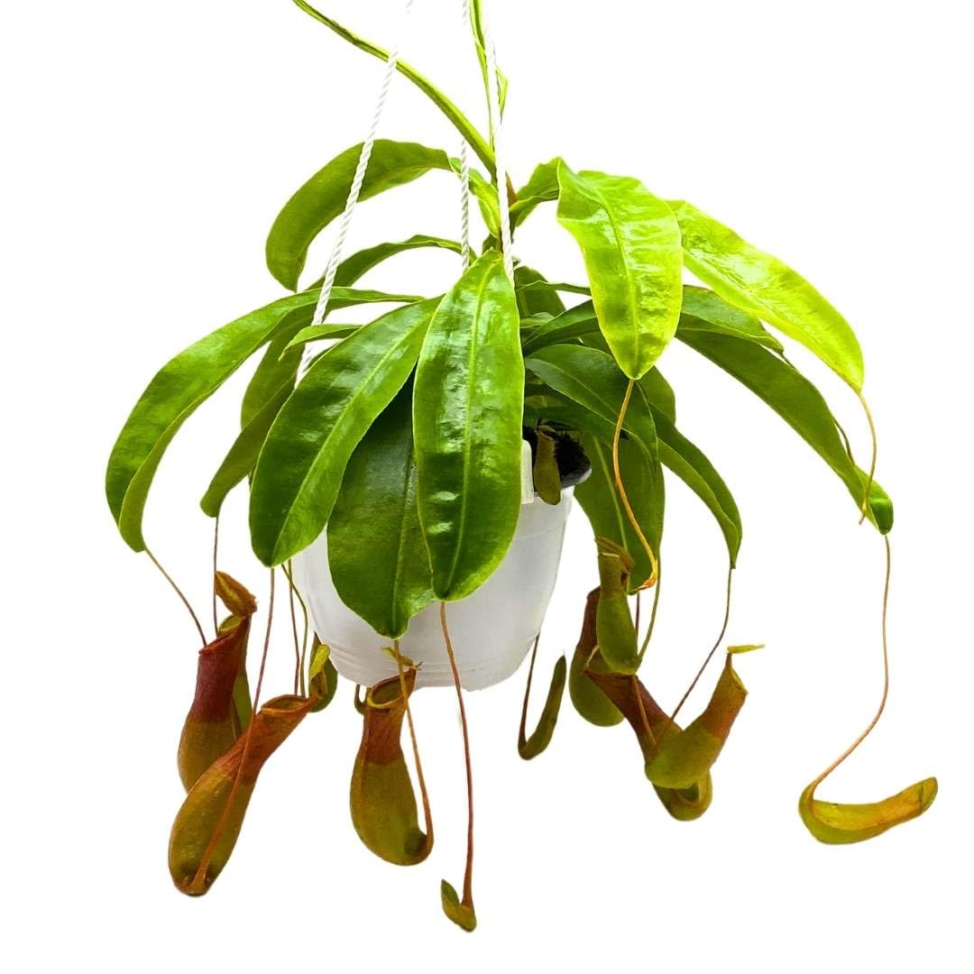 pitcher house plant BubbleBlooms Carnivorous Plant Nepenthes Winged Pitcher 6 inch HB