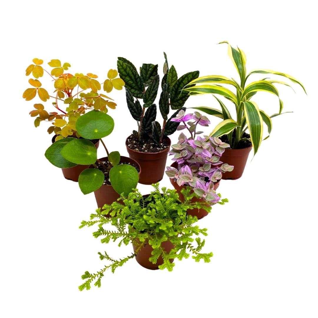 indoor plants for 6 inch pots BubbleBlooms Premium Foliage Assortment, Colorful Fern Set, 6 Different House Plants, in 2 inch pots