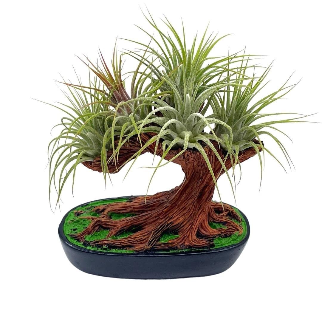 can a bonsai tree live in an office BubbleBlooms Resin Bonsai Air Plant Tree, Glued with Live Air Plants, – Florida House Plants