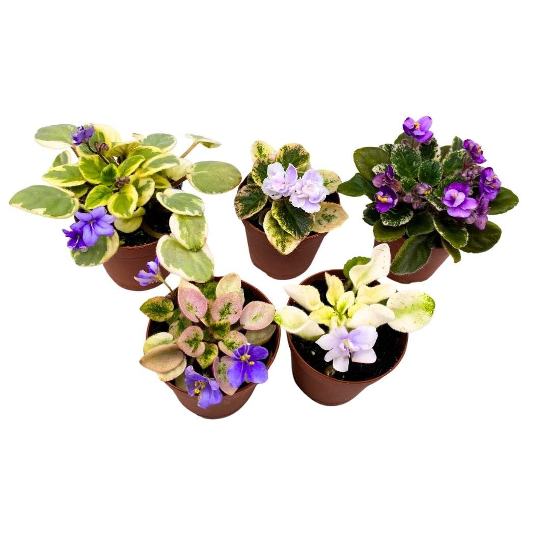 house plant african violet Harmony's Mini Variegated African Violets Grower's Choice Premium Mix – Florida House Plants