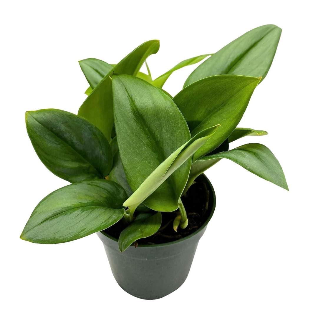 moon light pothos BubbleBlooms Treubii Pothos, Scindapsus Treubii Moonlight, Sterling Silver Plant, Moonlight Pothos in 4 inch Pot