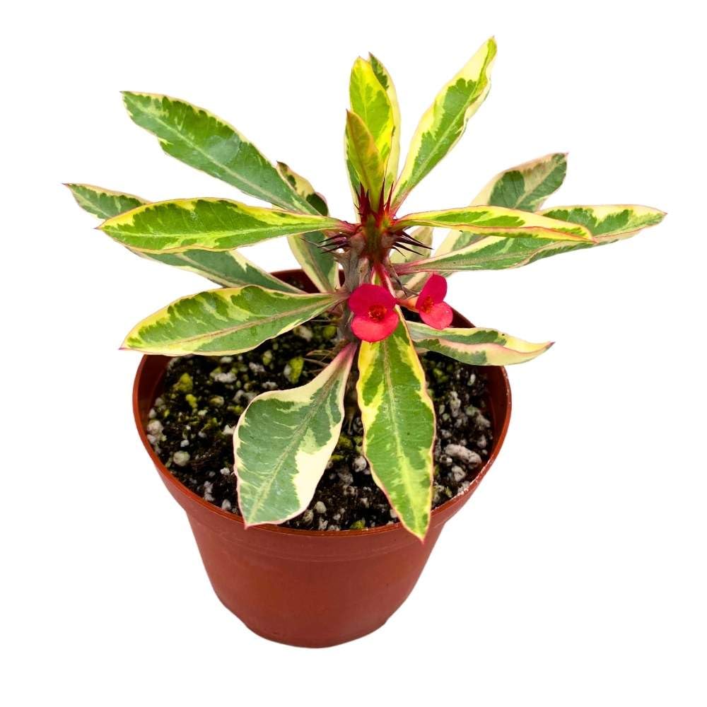 house plants with thorns Euphorbia milii Crown of Thorns Variegated 4" Pot