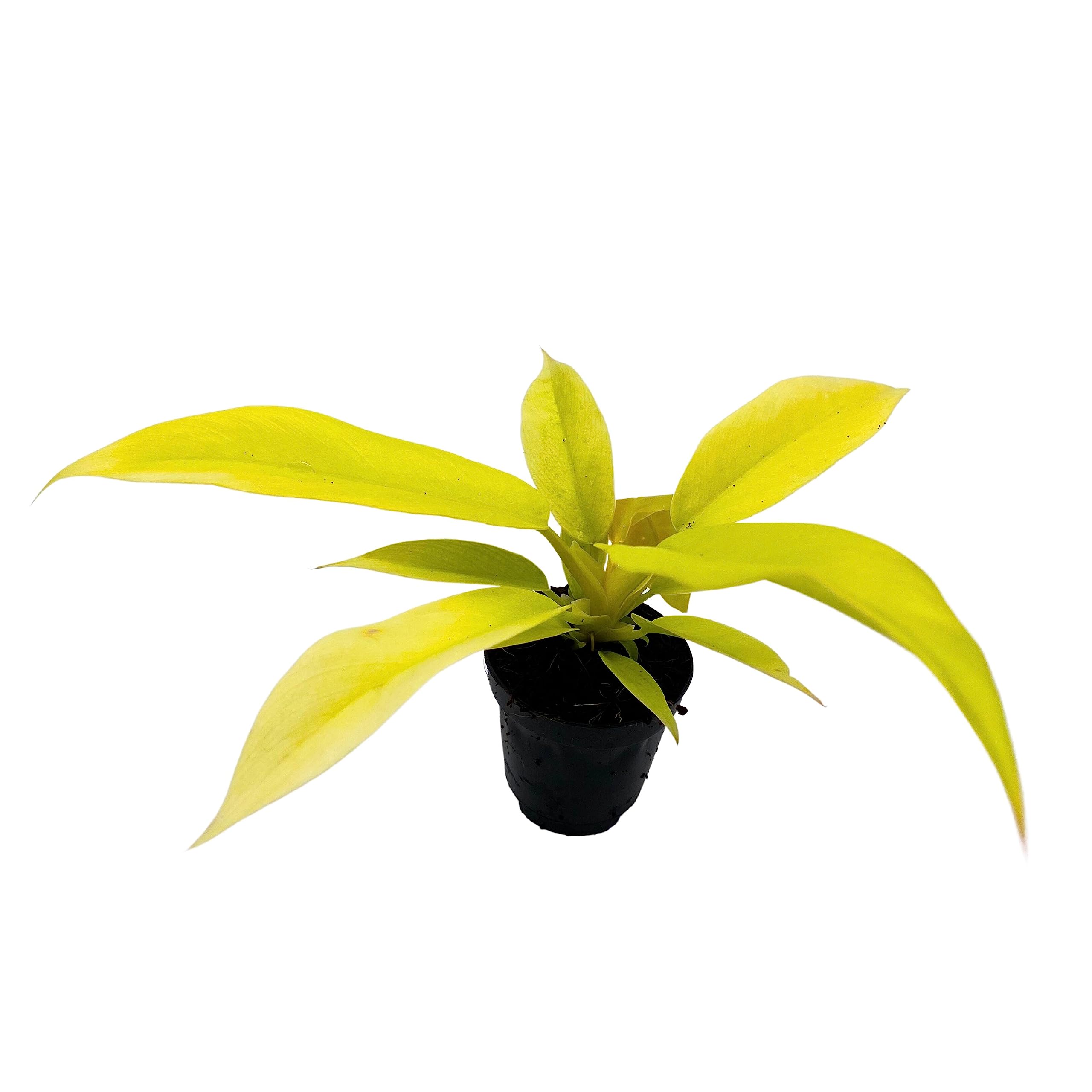 philodendron golden gator BubbleBlooms Phildendron Golden Gator in a 2 inch Pot, Rare Philo Gold – Florida House Plants