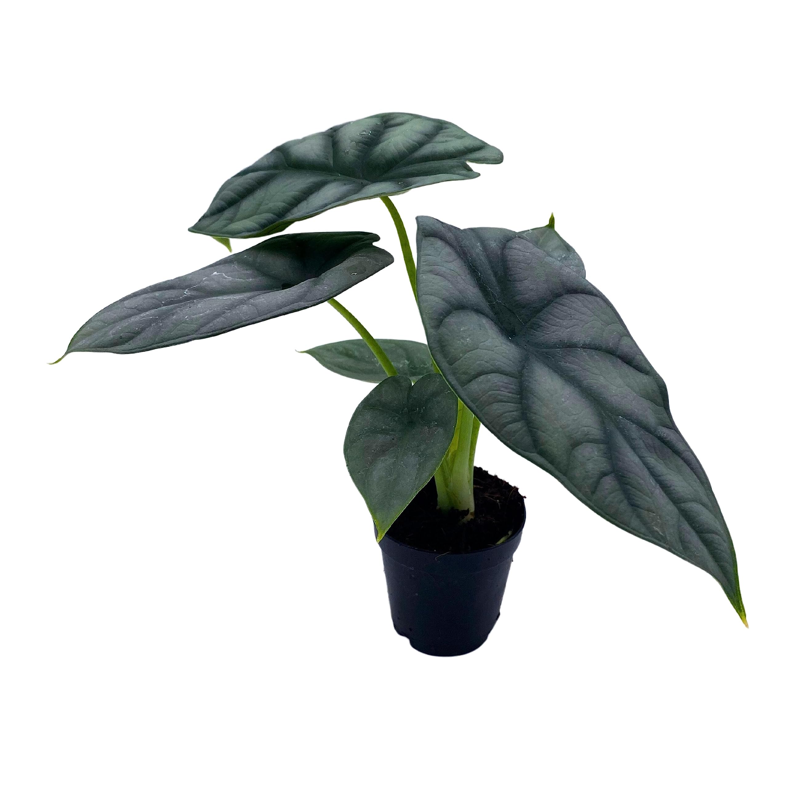 silver dragon house plant BubbleBlooms Alocasia Silver Dragon, Alocasia Baginda, Jewel Alocasia, Elephant Ear Silver Dragon in 2 inch Pot