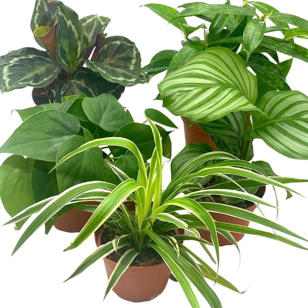 leafy house indoor plants BubbleBlooms Premium Indoor Foliage Assortment, 5 Different Leafy House Plants in 4 inch pots
