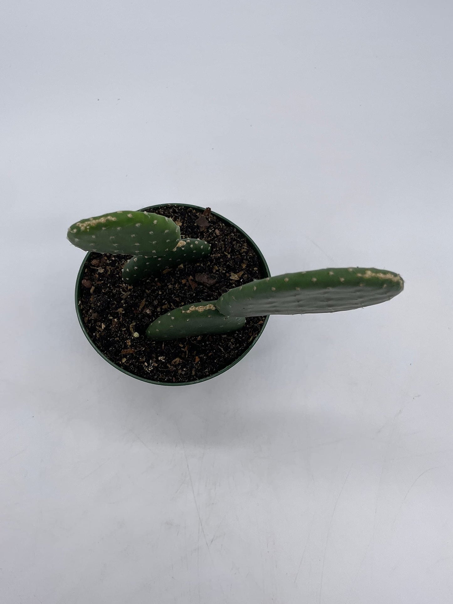 BubbleBlooms Opuntia ficus-Indica, Prickly Pear Cactus, Rare Cactus in a 4 inch Pot Well Rooted