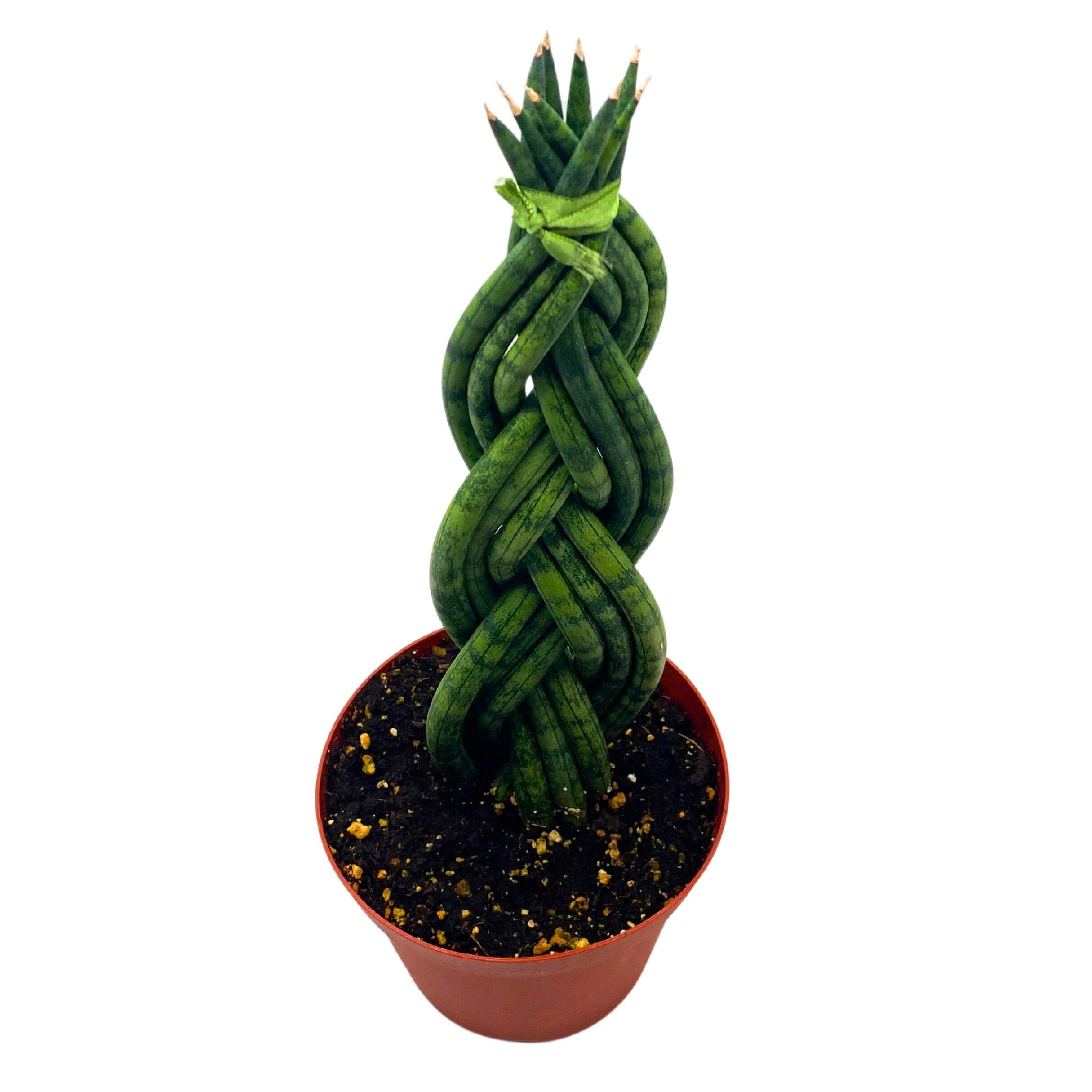 snake plant in florida BubbleBlooms Braided Snake Plant African Spear Sansevieria 2 inch Set of 3