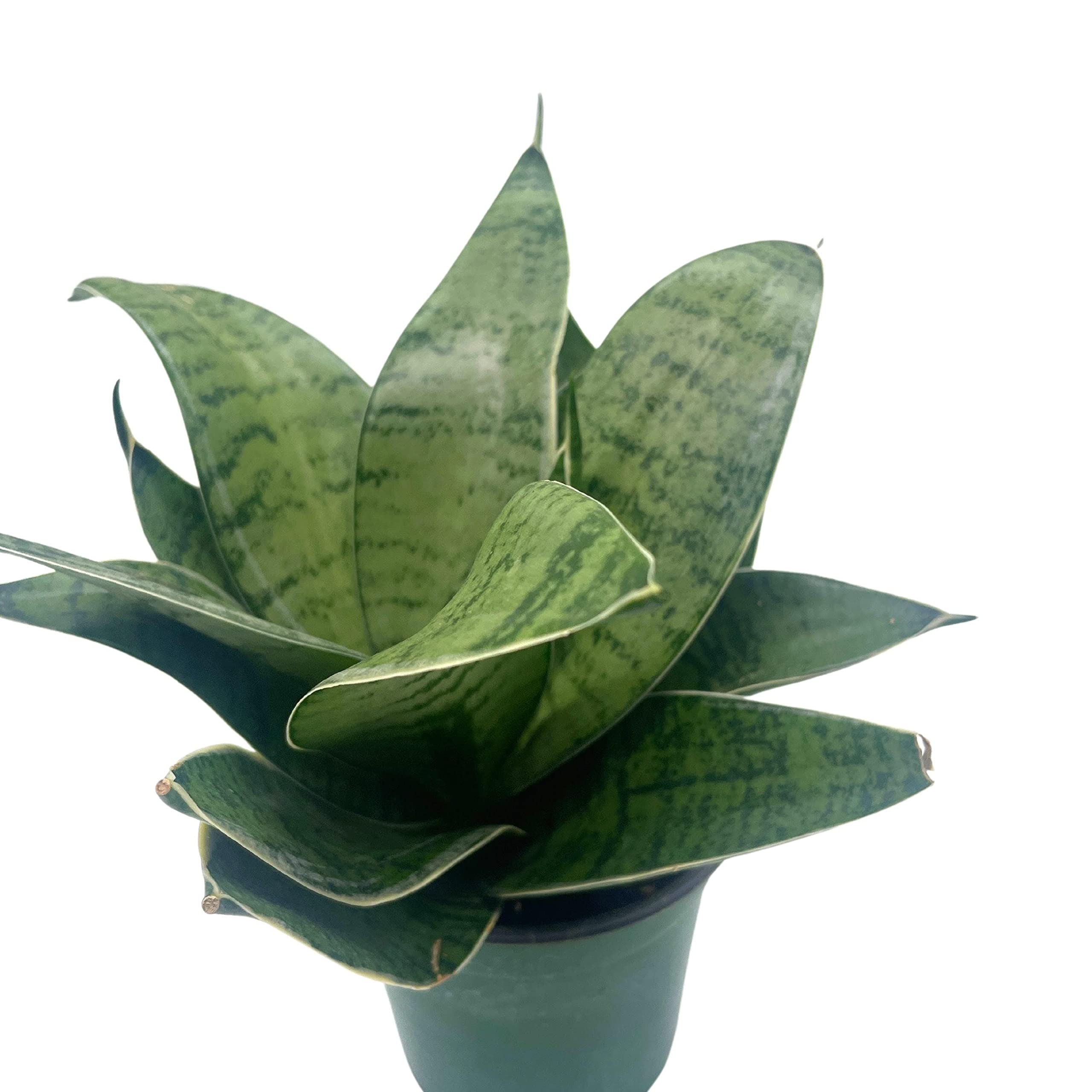 varigated snake plant BubbleBlooms Variegated Snake Plant in a 4 inch Pot Rosette Shaped lengua de vaca, Sansevieria Dracaena trifasciata