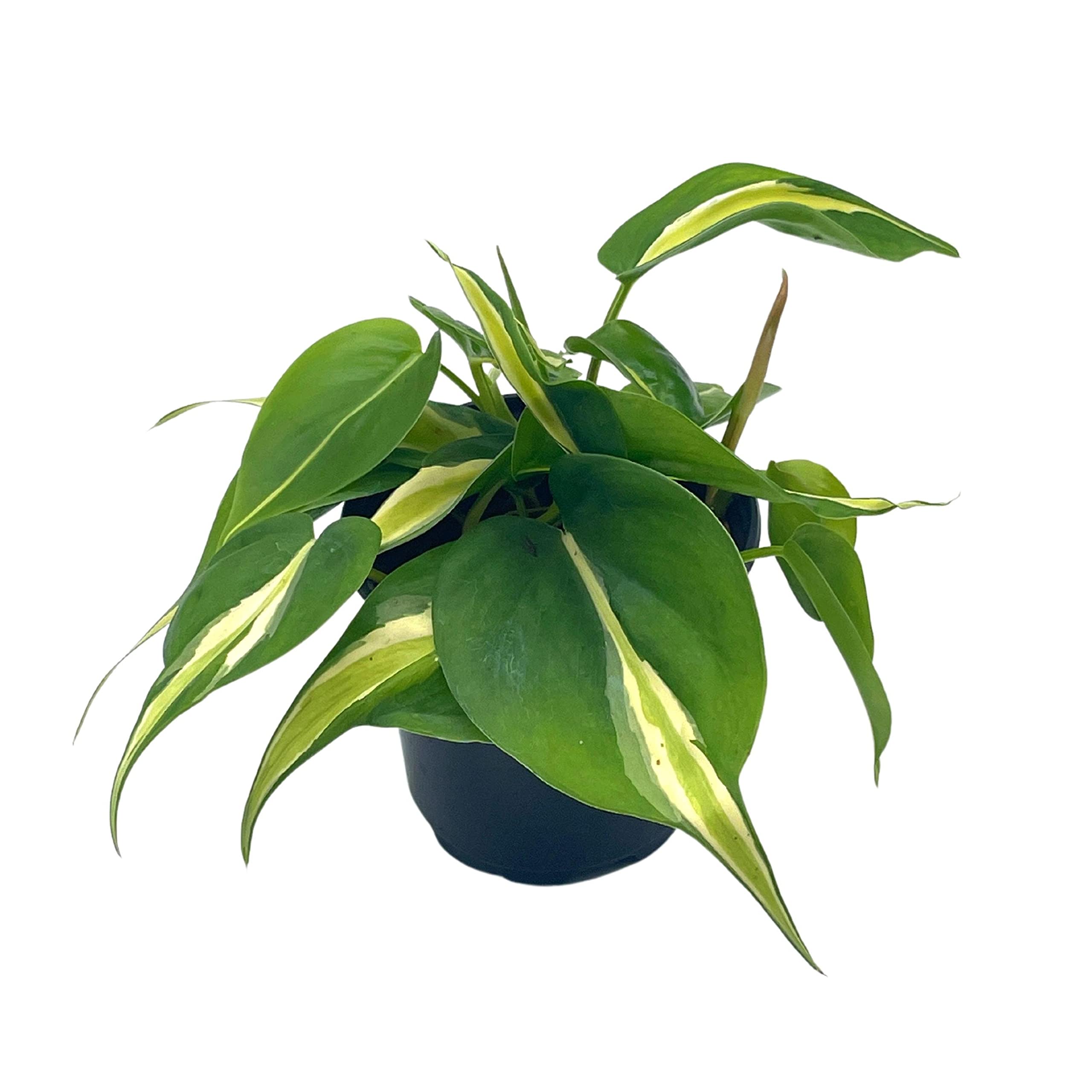philodendron hederaceum variegated BubbleBlooms Philo Silver Stripe, 4 inch Variegated Philodendron Heder – Florida House Plants