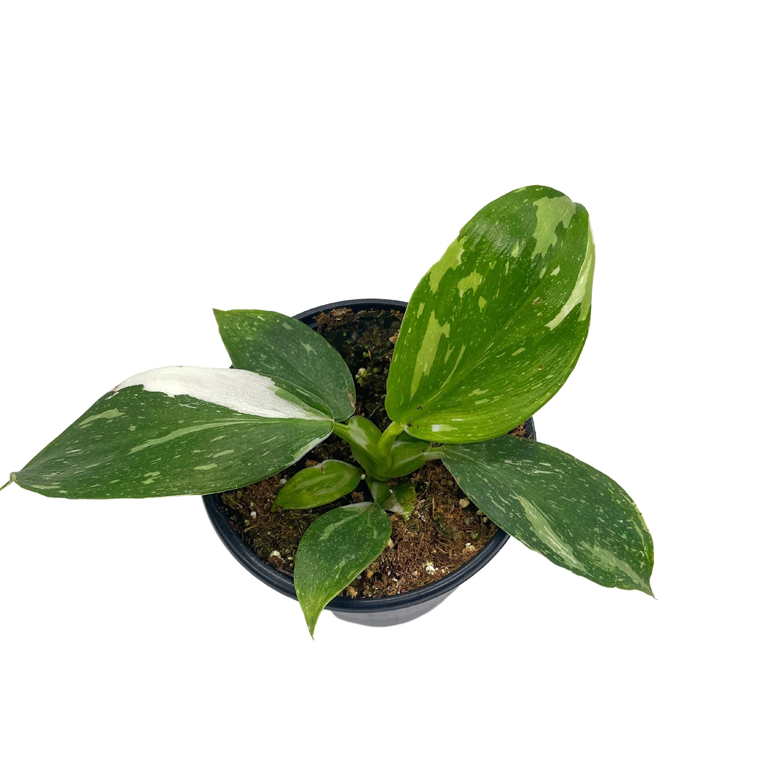 rare variegated philodendron BubbleBlooms Philo White Wizard in a 4 inch Pot Rare Variegated Philod – Florida House Plants