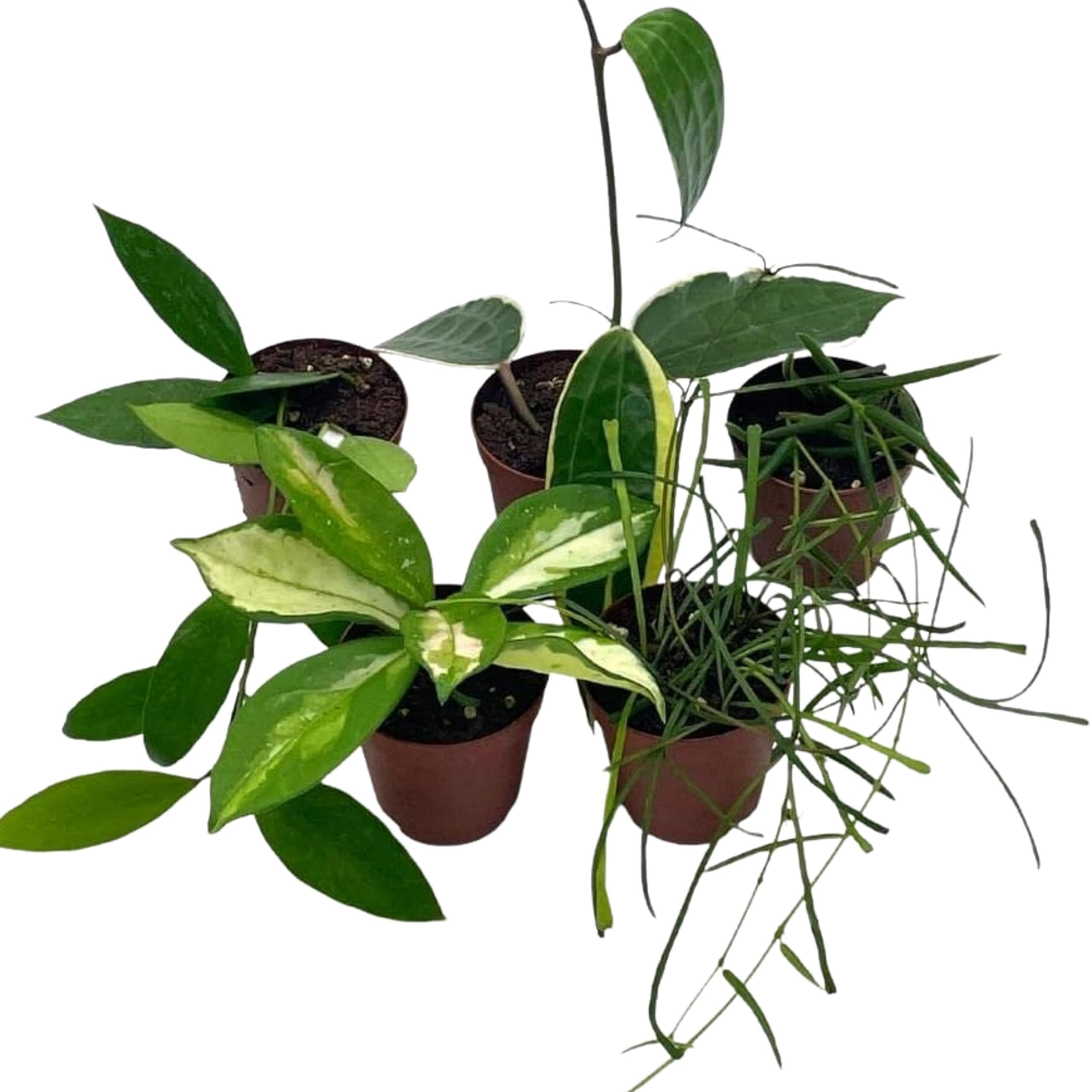 hoya house plants BubbleBlooms Hoya Variety Assortment Plant Set, Premium Set, Variegated Wayetii, Curtisii, Macrophylla, Linearis and More in 2 inch pots